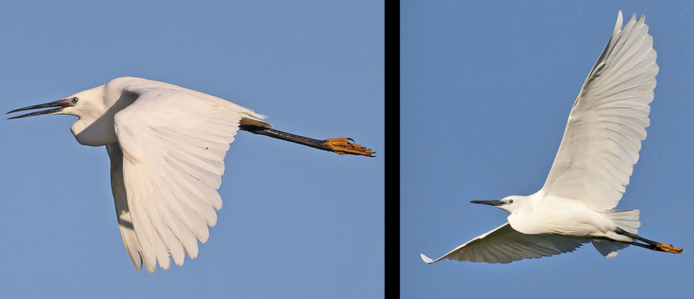 Little Egret